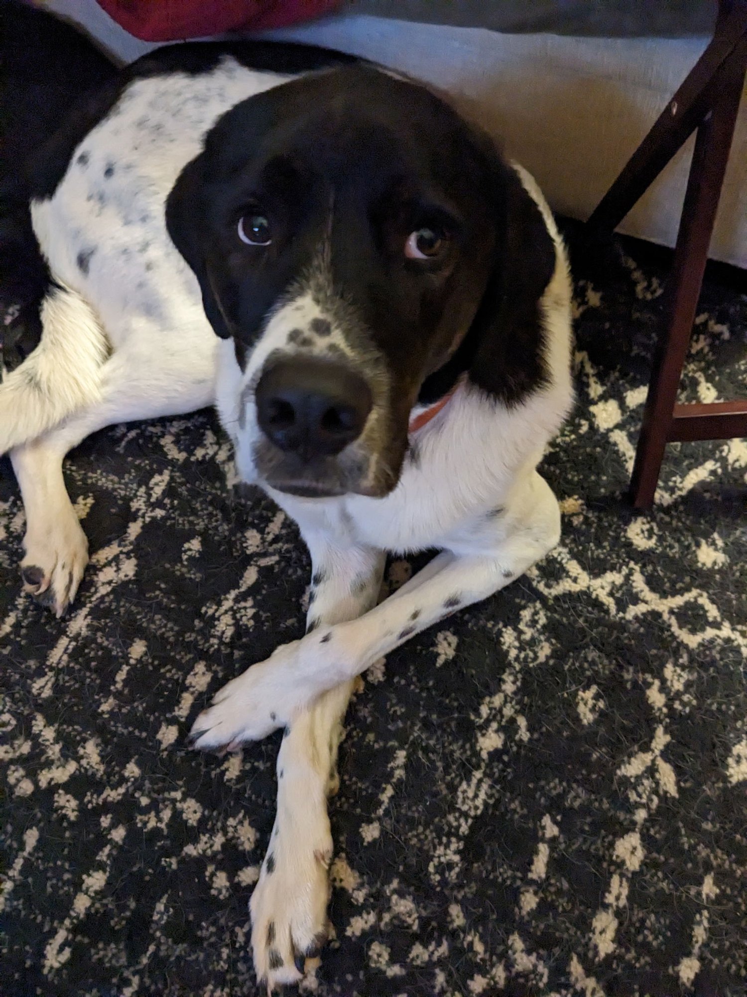 Charlie - Photo 4