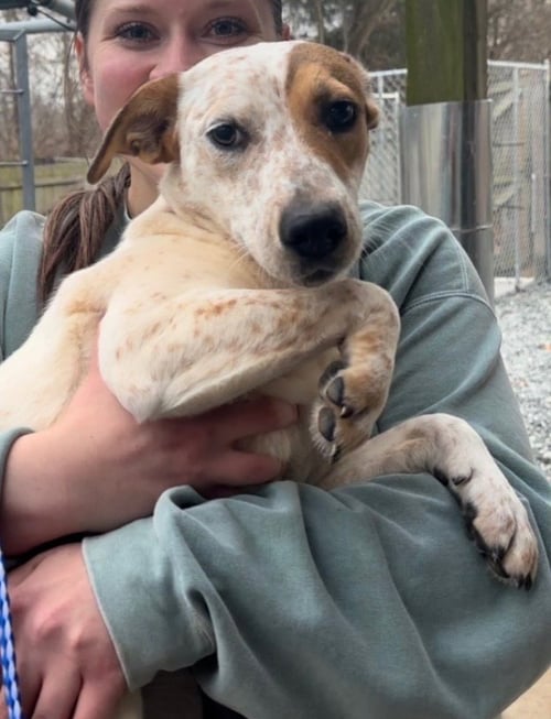 RUMOR - Cattle Dog available for adoption