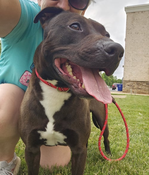 BENSON - American Staffordshire Terrier / Labrador Retriever available for adoption