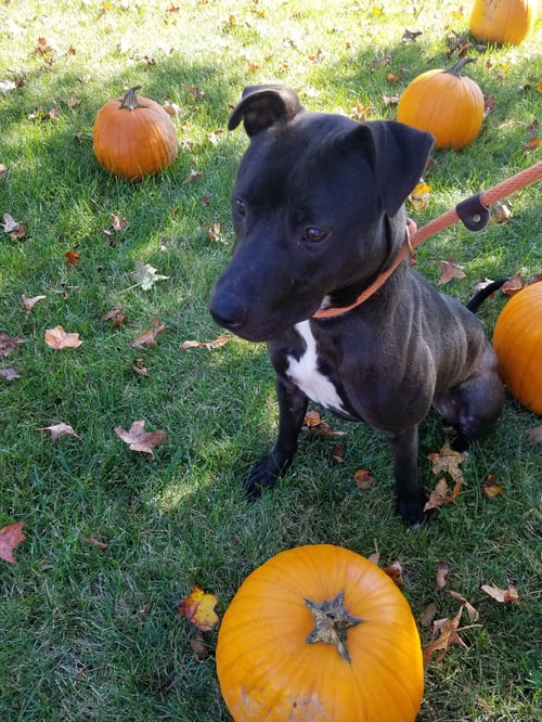 BENSON - American Staffordshire Terrier / Labrador Retriever available for adoption