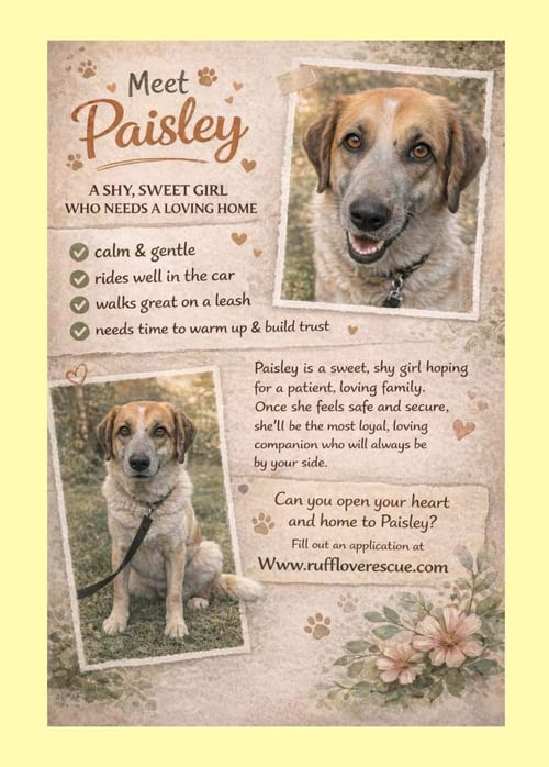 FANTASIA - Unknown available for adoption