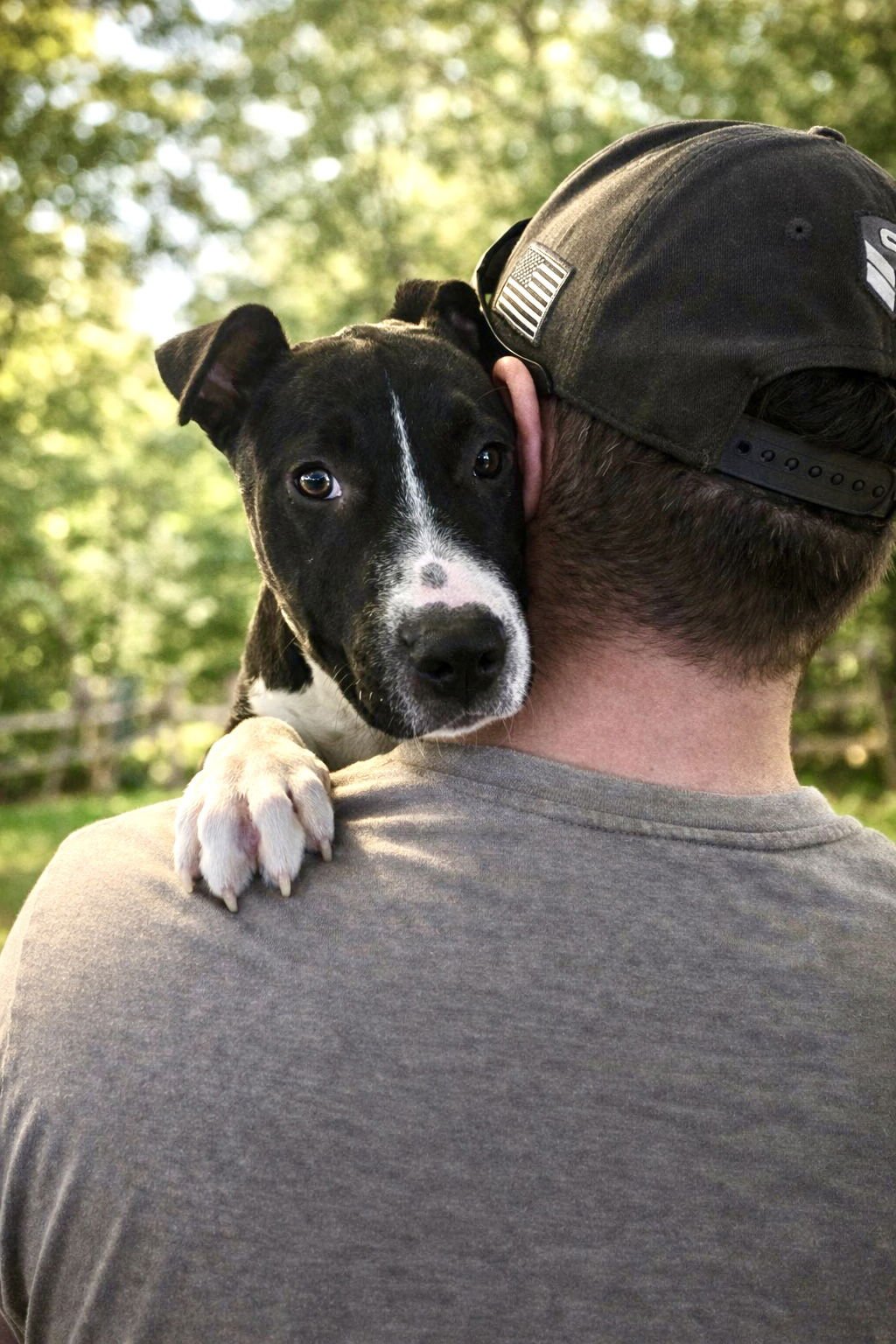 ALANIS - Pit Bull Terrier available for adoption