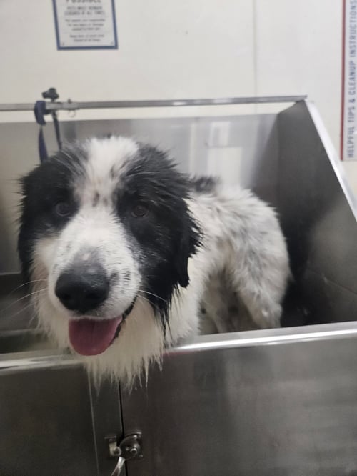 BECKNER - Great Pyrenees available for adoption