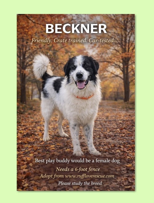 BECKNER - Great Pyrenees available for adoption