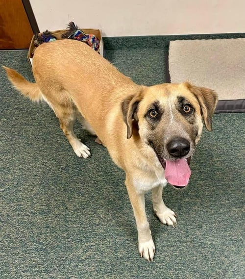 KOKO - Great Pyrenees / Hound available for adoption