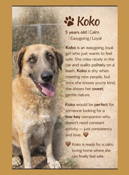 KOKO - Great Pyrenees / Hound available for adoption