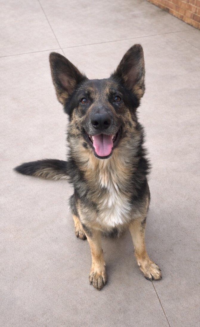 WESLEY - German Shepherd Dog / Australian Shepherd available for adoption