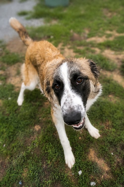 BRYNN - Great Pyrenees available for adoption