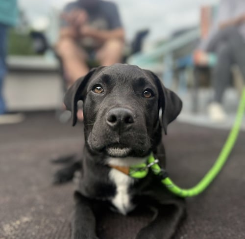 DRAKE, DARWIN, DOZER, AND DONAHUE - Labrador Retriever available for adoption