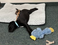 Drake, Darwin, Dozer, and Donahue - Photo 3