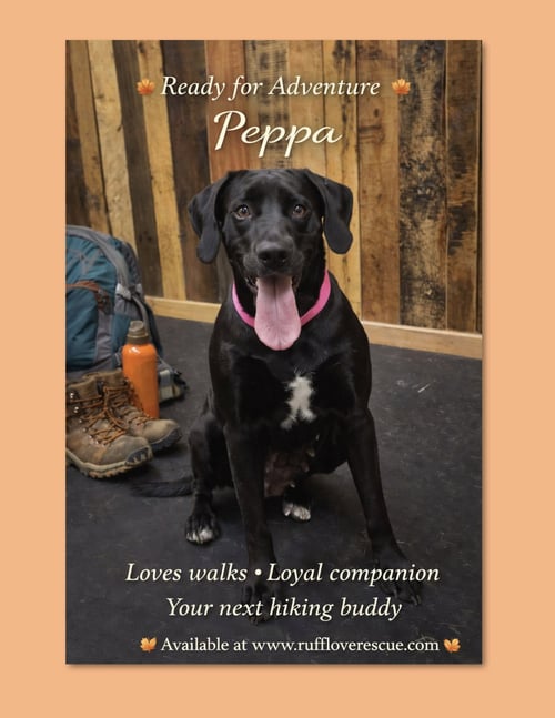 PEPPA - Labrador Retriever available for adoption