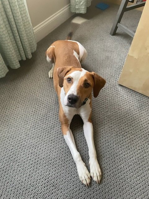NIKKO COURTESY LISTING - Coonhound available for adoption