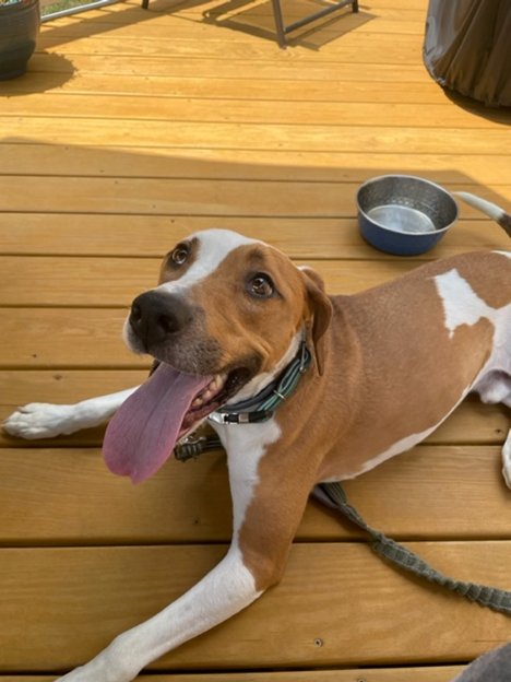 NIKKO COURTESY LISTING - Coonhound available for adoption