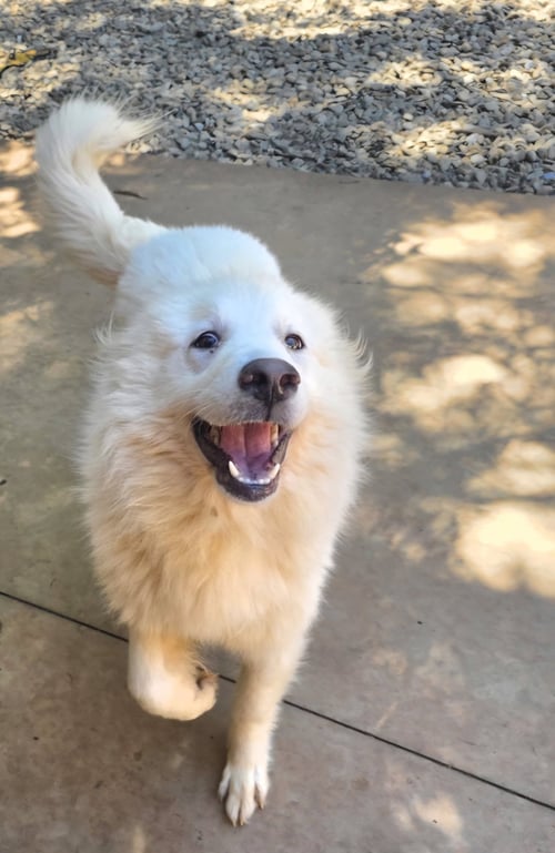 CLARA MAE - Great Pyrenees available for adoption