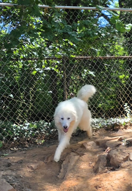 CLARA MAE - Great Pyrenees available for adoption