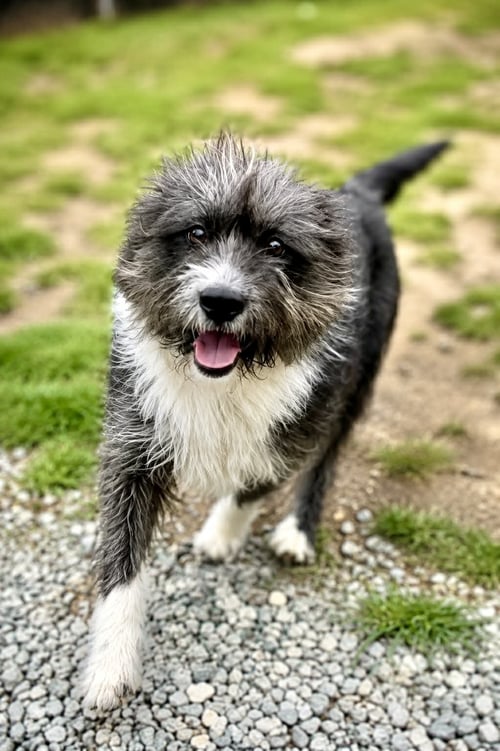 ROBEY - Terrier available for adoption