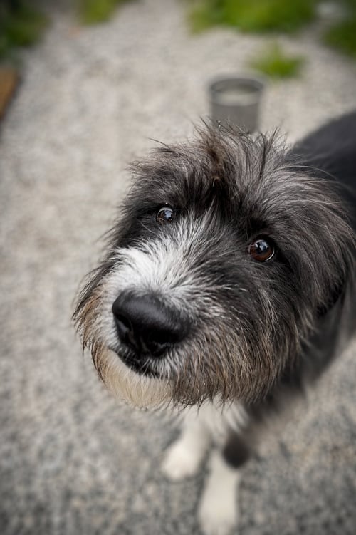 ROBEY - Terrier available for adoption