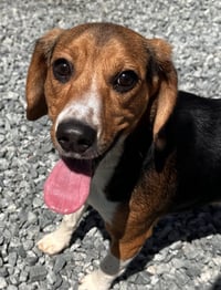 Ranger Beagle - Photo 1
