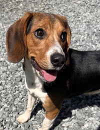 Ranger Beagle - Photo 2