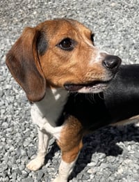 Ranger Beagle - Photo 3