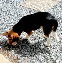 Ranger Beagle - Photo 4