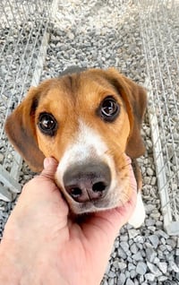 Ranger Beagle - Photo 5