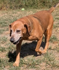 Dexter and Sophie (bonded pair) - Photo 3