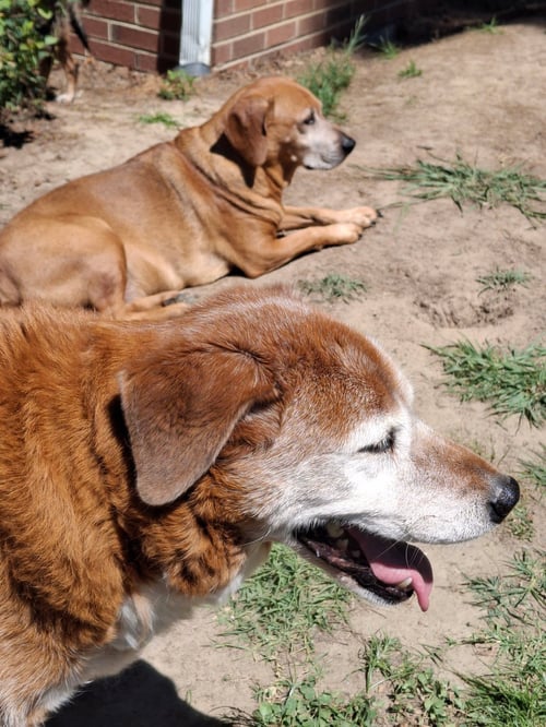 DEXTER AND SOPHIE (BONDED PAIR) - Unknown available for adoption