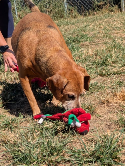 DEXTER AND SOPHIE (BONDED PAIR) - Unknown available for adoption