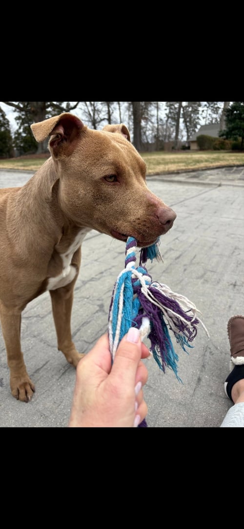 PEANUT COURTESY POST - Staffordshire Bull Terrier available for adoption