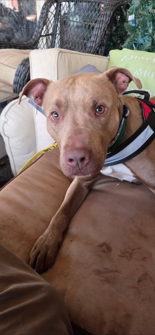 PEANUT COURTESY POST - Staffordshire Bull Terrier available for adoption