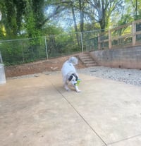 Jovie - Photo 5