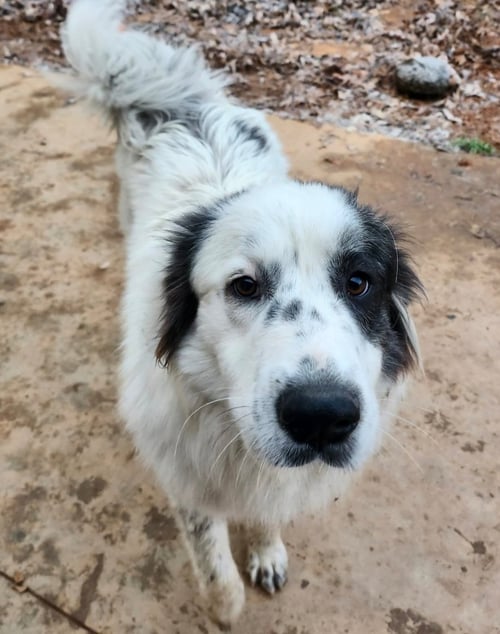 JOVIE - Great Pyrenees available for adoption