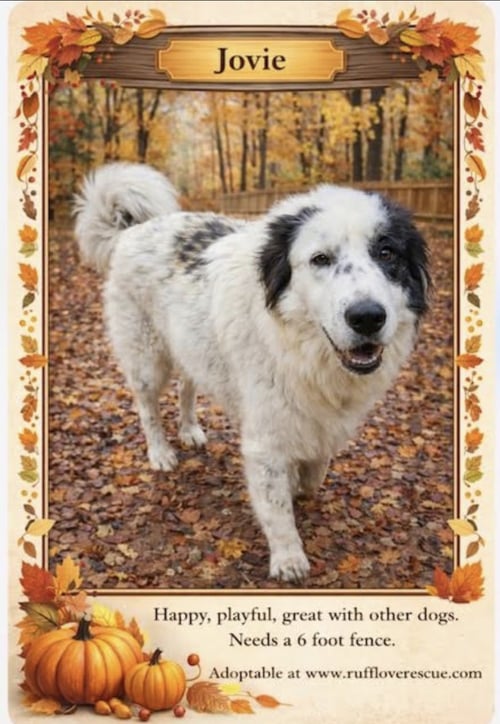 JOVIE - Great Pyrenees available for adoption