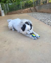 Jovie - Photo 6