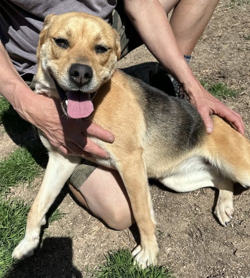 LORILEI - Beagle available for adoption