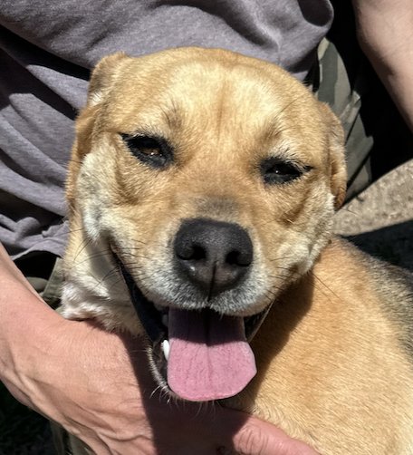 LORILEI - Beagle available for adoption