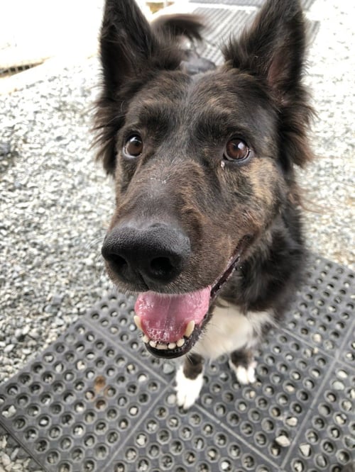 WALTER - Border Collie available for adoption