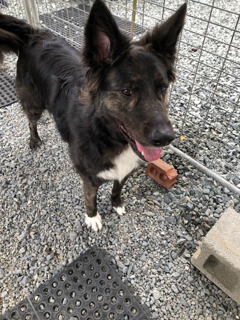WALTER - Border Collie available for adoption