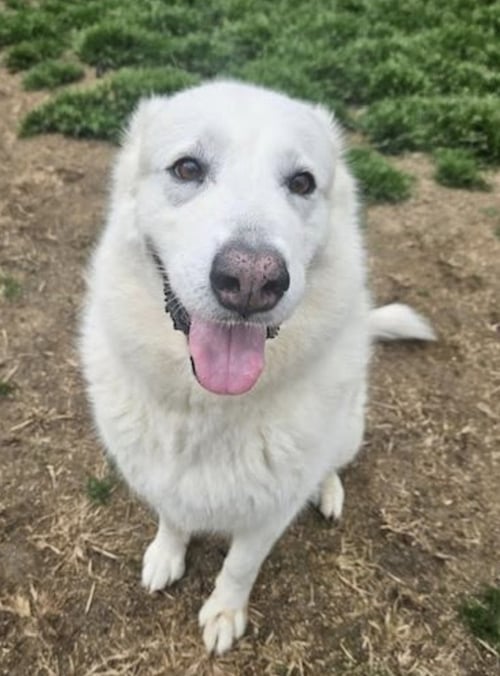 OPAL - Great Pyrenees available for adoption