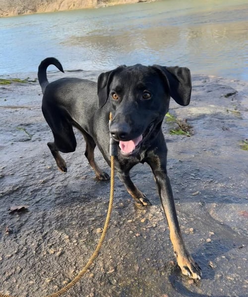 BOONE - Labrador Retriever available for adoption