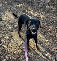 Boone - Photo 3