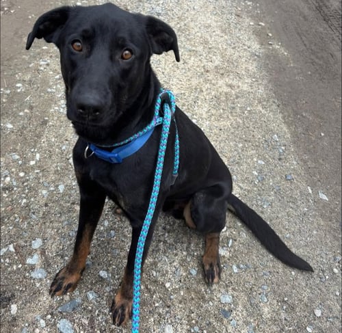 BOONE - Labrador Retriever available for adoption