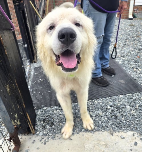 BANE - Great Pyrenees available for adoption