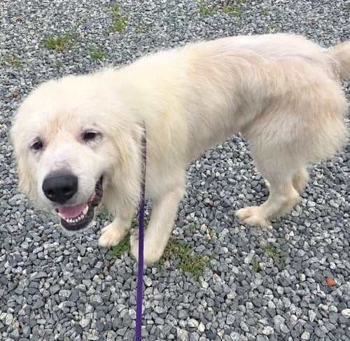 BANE - Great Pyrenees available for adoption