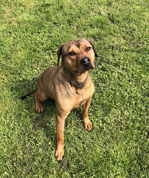 TEAGAN - Hound available for adoption