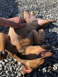 Teagan - Photo 4