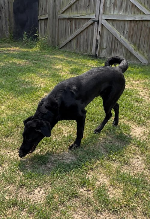 AURA - Labrador Retriever available for adoption