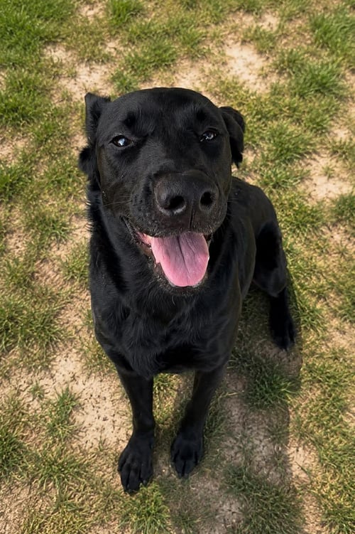AURA - Labrador Retriever available for adoption