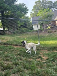 Evie - Photo 2